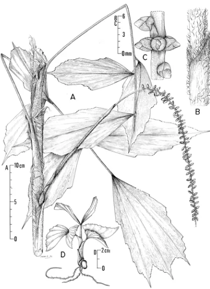 Fig. 2. Arenga distincta. A. a portion of the top of the plant bearing leaf and staminate inflorescence; B