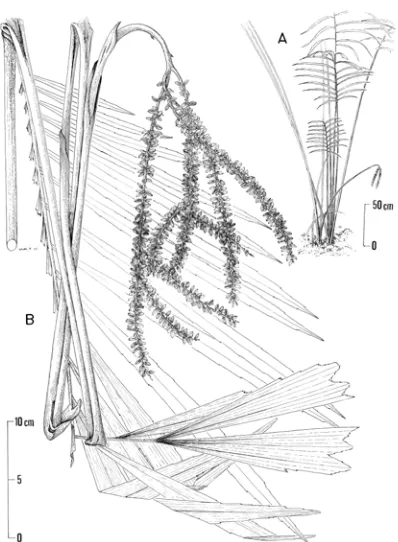 Fig. 4. Arenga longipes. A. portion of the leafsheath, B. the middle of the leaf, C. longitudinal section of the staminate flower, D