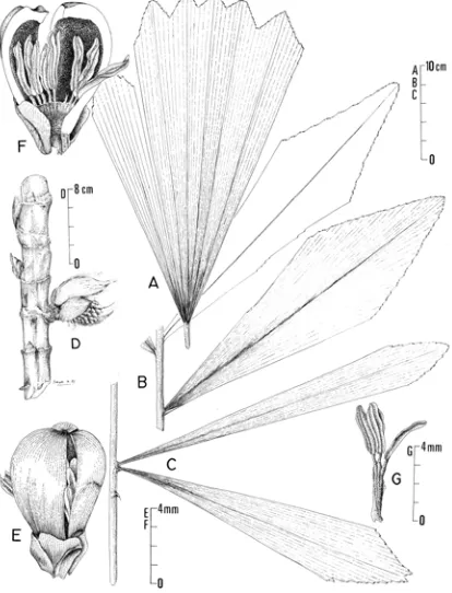 Fig. 5. Arenga plicata. A. terminal leaflet, B. lateral leaflets of the middle leaf, C