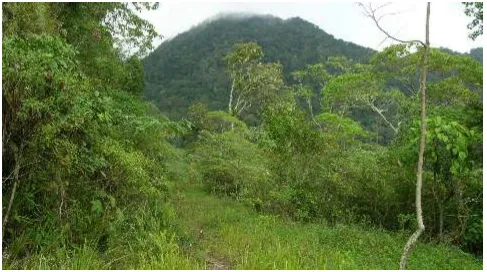 Fig. 1.   One of expedition locations at Mountain Batu Pasak (1700 m asl).   
