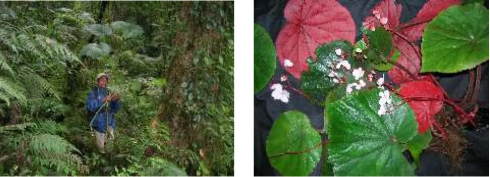 Fig. 2.   Habitat and habit of Begonia sp.   