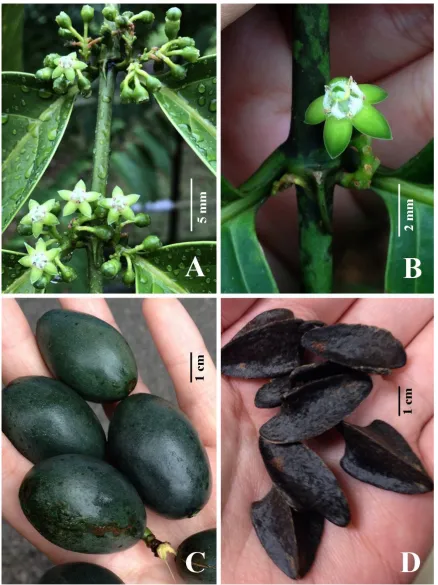 Fig. 4. Canthiumera robusta also keeled stipules. B. Flower with tufts of pale moniliform hairs visible opposite corolla lobes