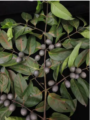 Fig. 9. A fruiting branch of Canthiumera robusta. Note the unequal branch pair at the second node from bottom