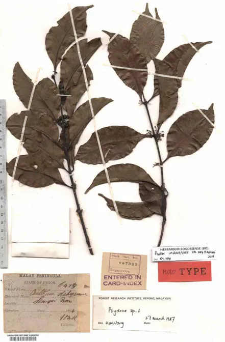 Fig. 2. Psydrax undulatifolius K.M.Wong & Mahyuni, spec. nov.  From H.N. Ridley 6475 (SING)