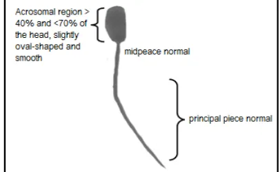 Figure 1.  Normal Sperm Morphology. 