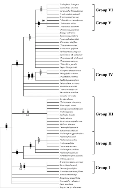 Fig. 2. Strict consensus tree of 1025 MPTs  (Length= 25 steps, CI= 0.80, RI= 0.89) derived from pollinarium morphology