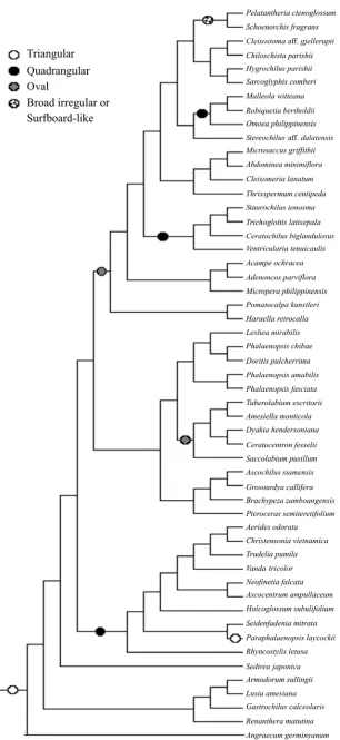 Fig. 4. Viscidium reconstruction mapped on one molecular tree (Topik et al., 2005). 