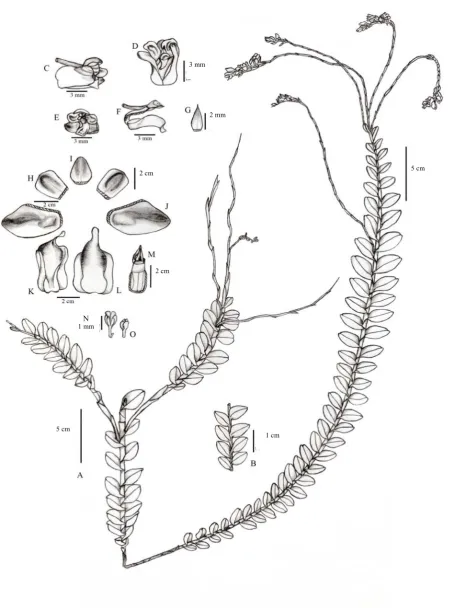 Fig. 2. Line drawing of Appendicula cordata Wibowo & Juswara spec. nov. A. Plant; B. Leaves, abaxial view; C