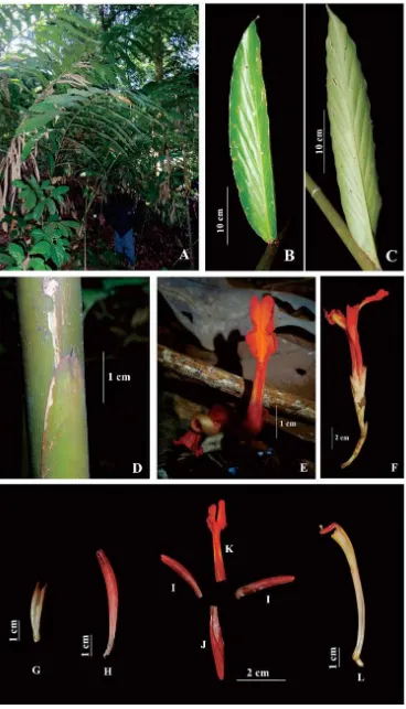Fig. 1.  Etlingera pauciflorastaminal tube, stamen, and stigma. (Photos: Aulia Suci Ningrum)