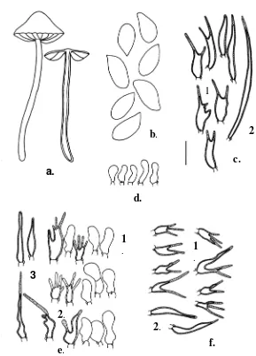 Fig. 1. Marasmius xenopellisCheilocystidia : 1.  (A. Retnowati 288, Holotype): a. Basidiomes  (1/2 x); b