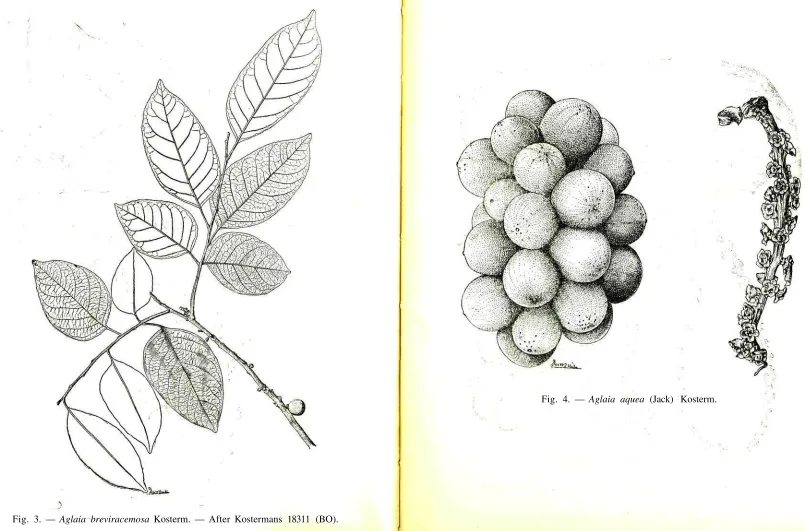 Fig. 4. — Aglaia aquea (Jack) Kosterm.