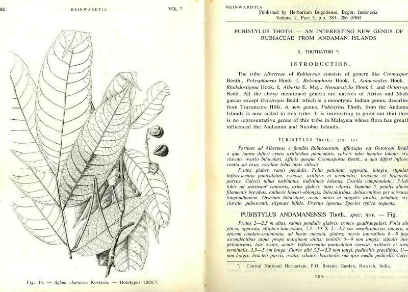 Fig. 14. — Aglaia chartacea Kosterm. — Holotypus (BO).*.