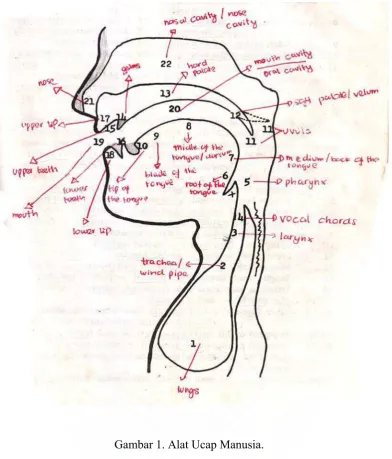 Gambar 1. Alat Ucap Manusia. 