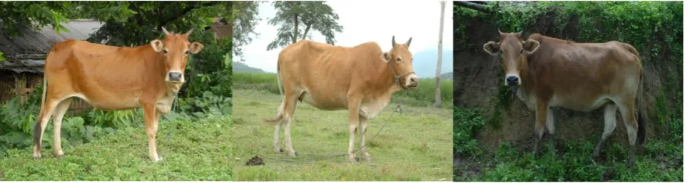 Figure 4. Indigenous cattle of Manipur 