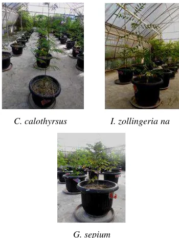 Figure 2. Morphology of the crops in the acid soil 