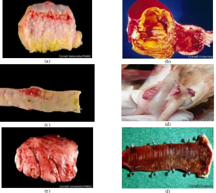 Figure 1. Patognomonis pathological alteration of Newcastle Disease infection. Ptechie in proventriculus (a); ventriculus (b); intestine (c); caeca tonsil (d); oropharhynx (e); and lung (f) (Buckles et al