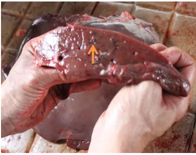 Figure 1. Liver of a beef cattle raised on a waste landfill showing ptechiae on the capsular surface, haemorrhagic and fragile (arrow) 