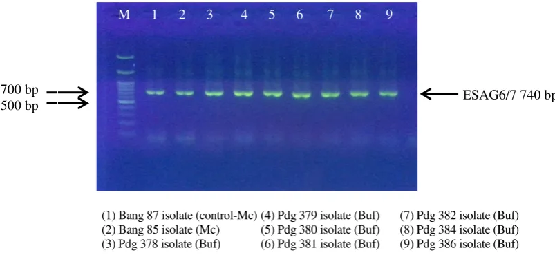 Figure 1. PCR amplification of 480 bp ITS-1 gene of T. evansi from stabilates (Mc) and buffalo blood (Buf) 