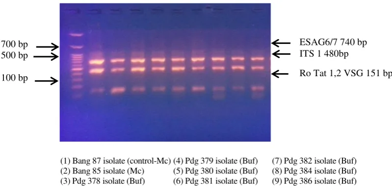 Figure 4. Amplification product of multiplex PCR against ITS-1 (480 bp), Ro Tat 1.2 VSG (151 bp) and ESAG6/7 (740 bp) gene of T