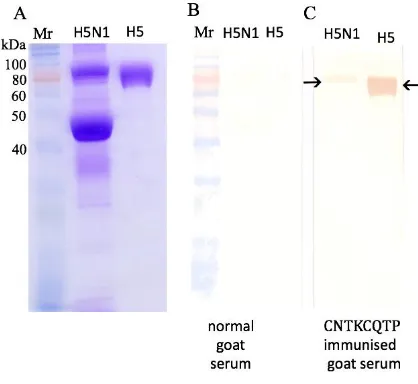 Figure 1. Antibody titre in CNTKCQTP MAP antiserum as detected in ELISA using the CNTKCQTP MAP (pre - and post- vac MAP) and GNCNTKCQTPMGAINSS single peptides (pre- and post-vac) as antigens