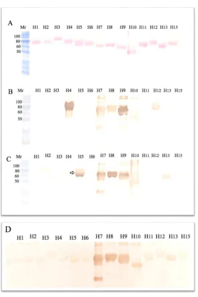 Figure 3. Reactivity of recombinant avian influenza haemagglutinins of different subtypes with serum from normal, non-immunised (B, D) and CNTKCQTP-MAP immunised goats (C)