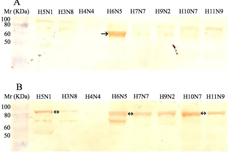Figure 4. Reactivity of various subtypes of avian influenza virus proteins with sera from non-immune (A) and CNTKCQTP-MAP immunised goat (B)