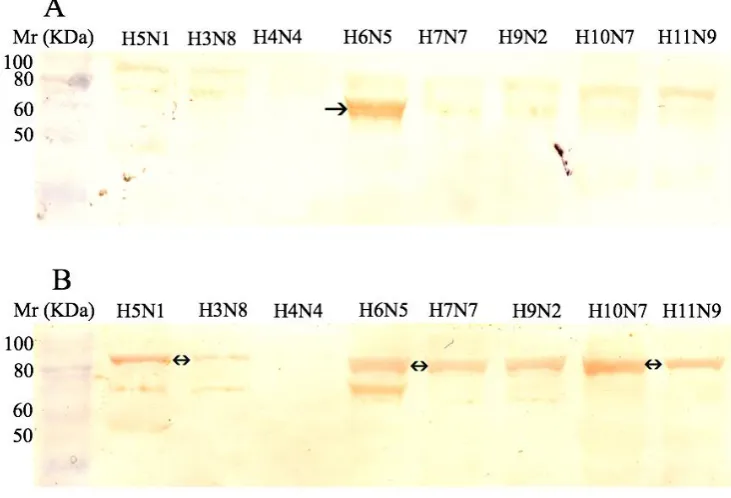 Figure 4. Reactivity of various subtypes of avian influenza virus proteins with sera from non-immune (A) and CNTKCQTP-MAP immunised goat (B)