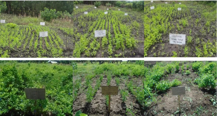 Table 2. Effects of sowing techniques and seed rate on the production of biomass (kg/ha) of C