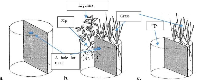 Figure 1.  Position of the plants and 32P injection in the pots with the fiber partition