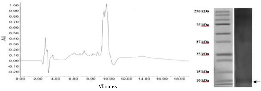 Figure 3. Profile of peptide fraction <3 kDa in HPLC chromatogram and SDS PAGE. 