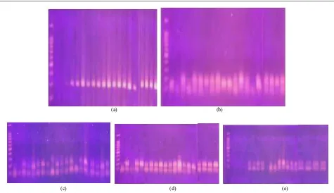 Fig. 3: The amplification of rice mutant lines with DRO1 (a), RM 212 (b), RM 302 (c), RM 3824 (d) and RM 470 1.marker; 2.GM; 3