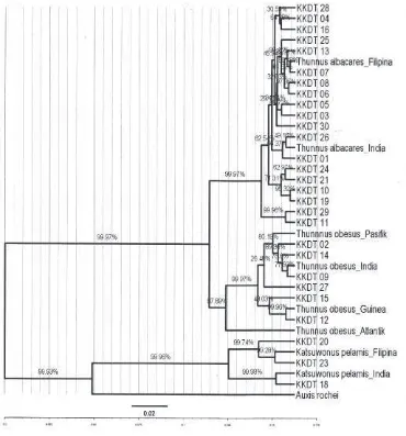 Gambar 2. Pohon filogenetik ikan tuna yang diperjual-belikan di Pasar Ikan Kedonganan ditambahdengan data dari GenBank.Rekonstruksi dilakukan dengan program BEAST 1.75 yangmenggunakan metode Markov Chain Monte Carlo (Alexei et al., 2007).