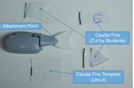 Figure 4. Robotic fish with caudal fins cut by the students. Thepicture also shows an uncut caudal fin template that is given tothe students.