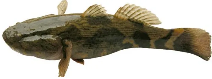 Gambar 1. Bentuk morfologi ikan betutu di Waduk Kedung Ombo, Propinsi Jawa TengahFigure 1