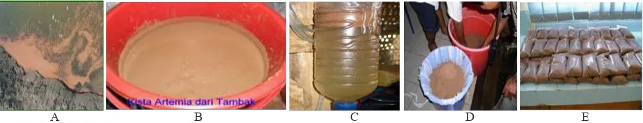 Figure 1. Technique for the production of locally-Produced Artemia sp. (Herawati 2013).