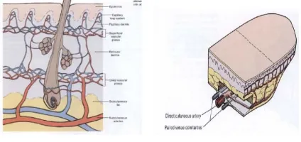 Gambar 2. Jabir dektopektoral dipergunakan untuk rekonstruksi daerah leher, wajah bagian bawah dan rongga mulut.5 