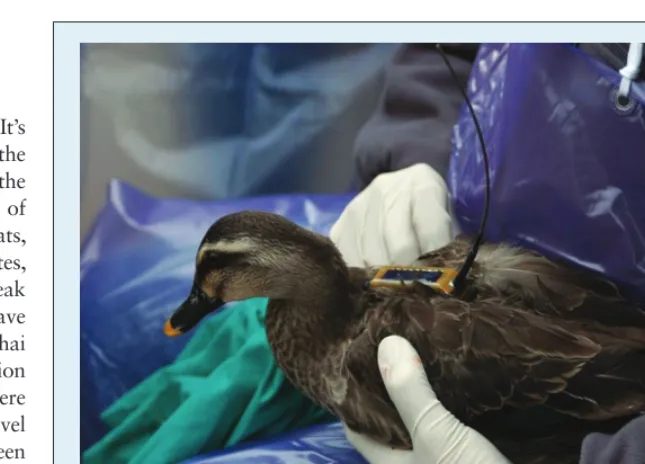 Figure 1. A GPS tracking device attached to a bird. Ecologists captured and attached devices to the birds to monitor and analyze their migration.