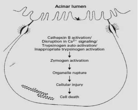 Figure 1. Digestive enzyme activation inside acinar cell