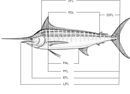 Figure 1. Type of measurement used for billfish