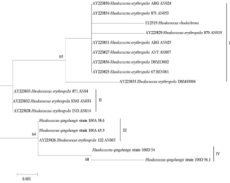 Figure 5. Phylogenetic tree generated from maximum likelihood analyses of α-NHase nucleotide sequence for R