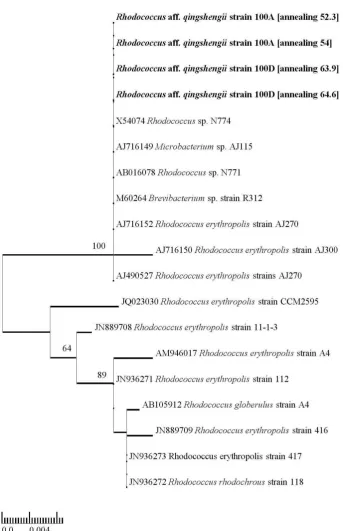 Figure 6. Phylogenetic tree generated from maximum likelihood analyses of amidase nucleotide sequence for Rhodococcus aff