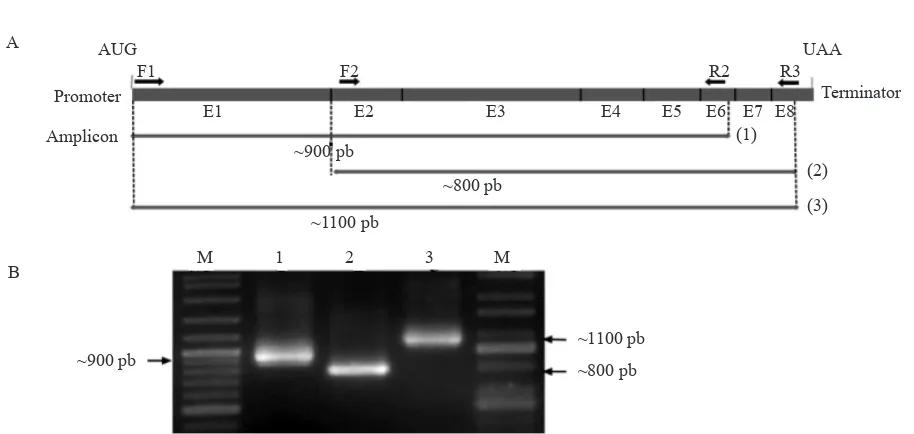 Figure  1. Amplification  product  using  cDNA  template.  (A)  Representation  of  the  primer  position  in  the  exonic  region,  and                amplicon size yielded using degenerate primers: 1, 2, and 3; (B) electrophoregram of Ntpmt_Sindoro1 PCR 