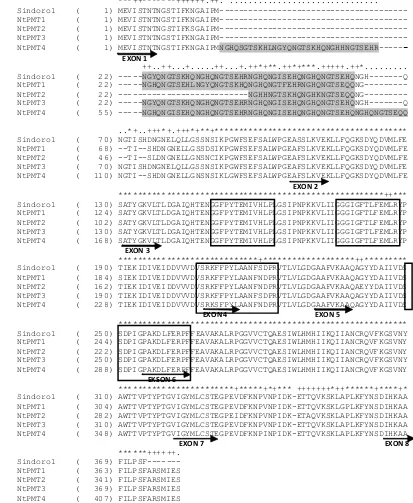 Figure 4. Amino acid sequences alignment of Ntpmt_Sindoro1 and amino acid sequences of  Nicotiana tabacum PMT gene family that are available in the NCBI database