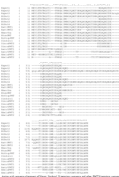 Figure 5.  Amino acid sequence alignment of Ntpmt_Sindoro1 N-terminus sequence and other  PMT N-terminus sequences within the Solanaceae family