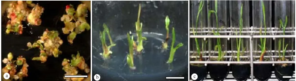Figure 1. a. Somatic embryos of sago, b. Initial plantlets of sago derived from somatic embryos used for the experiment, c