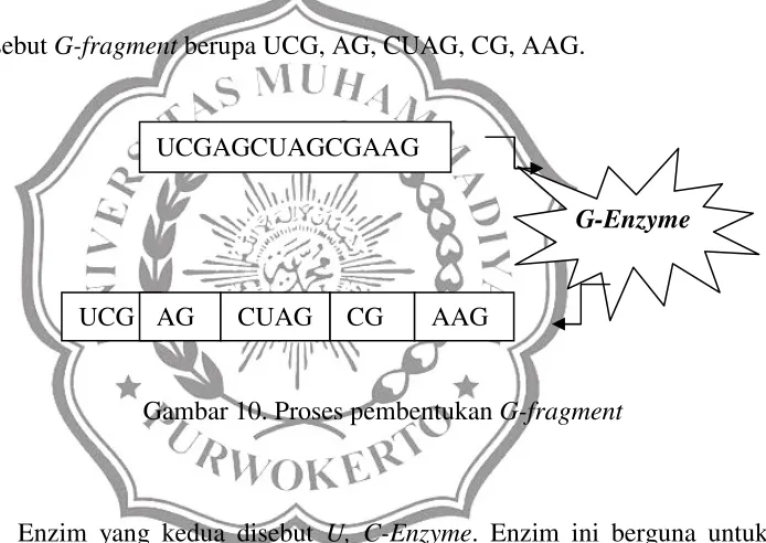 Gambar 10. Proses pembentukan G-fragment 