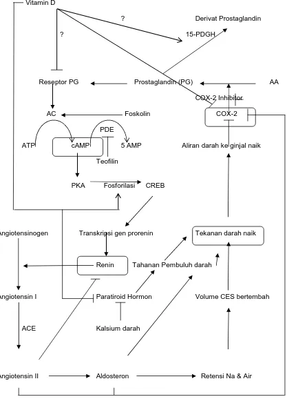Gambar 3. Mekanisme Penghambatan Vitamin D dalam Sistem Renin Angiotensin-Aldosteron  