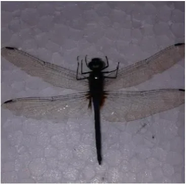 Gambar 1.Orthetrumsabina