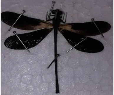 Gambar 3.Euphaeavariegata