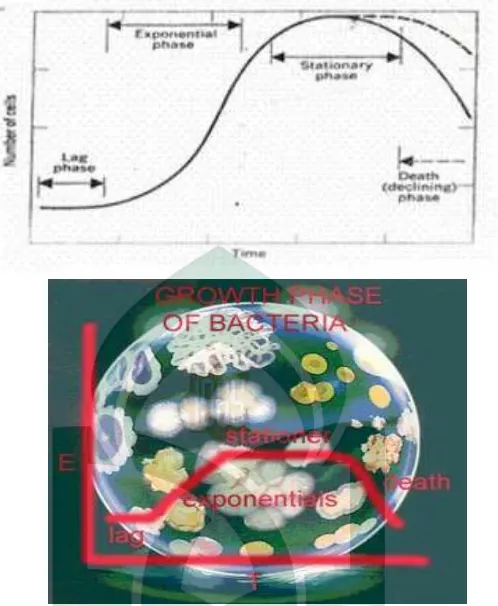 Gambar 1. fase pertumbuhan mikroorganisme 